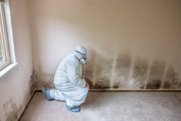 Best Basement Mold Removal  in Fort Totten, ND